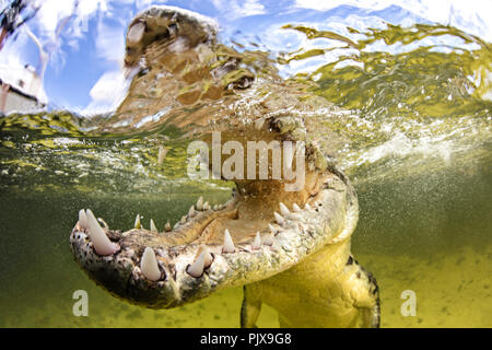 American coccodrillo di acqua salata con ganasce aperte, Chinchorro banche, Messico Foto Stock