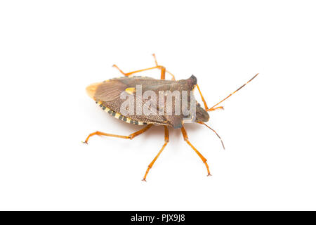 Una foresta Bug, Pentatoma rufipes, fotografato su uno sfondo bianco nel nord Inghilterra Dorset Regno Unito GB Foto Stock