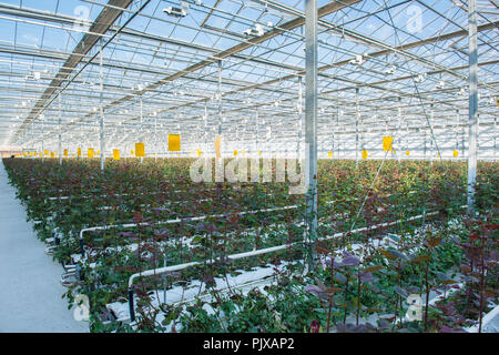 Industriali di grandi dimensioni con effetto serra olandese di rose, il piano globale Foto Stock