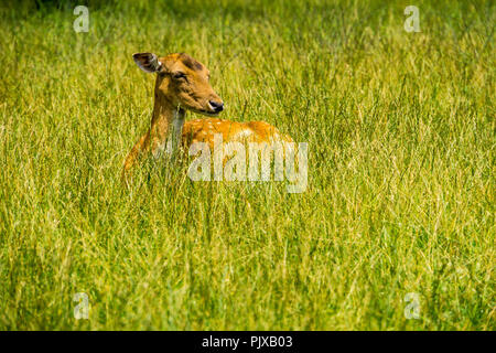 Stanco di cervi in appoggio in verde prato Foto Stock