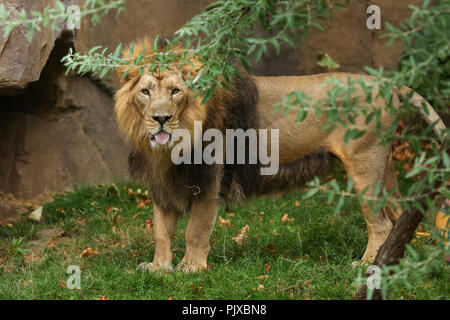 London Zoo leonesse Asiatico, Heidi, indi e Rubi, giocando con le sfere di Boomer per contrassegnare il mondo Lion il giorno che è il 10 agosto. Le sfere dipinte con un burst di vivaci colori ispirati dal Gujarat, casa di leoni Asiatici in India Occidentale e profumate con orgoglio preferito di erbe aromatiche e spezie per il felino festeggiamenti. Dotato di: Benmo (maschio lion) dove: Londra, Regno Unito quando: 09 Ago 2018 Credit: Dinendra Haria/WENN Foto Stock