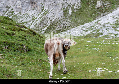 Una mucca leccare il suo retro di pascolare su un prato di alta montagna in Tre Cime Parco Nazionale delle Dolomiti italiane un pomeriggio estivo Foto Stock