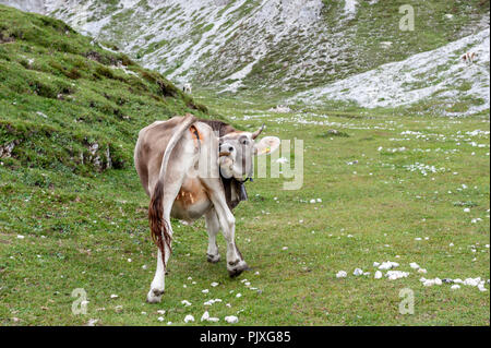 Una mucca leccare il suo retro di pascolare su un prato di alta montagna in Tre Cime Parco Nazionale delle Dolomiti italiane un pomeriggio estivo Foto Stock