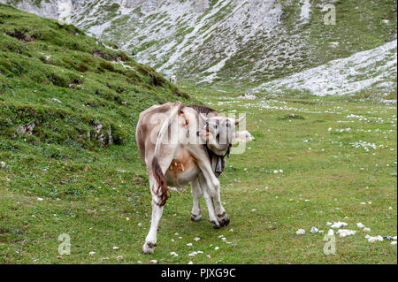 Una mucca leccare il suo retro di pascolare su un prato di alta montagna in Tre Cime Parco Nazionale delle Dolomiti italiane un pomeriggio estivo Foto Stock