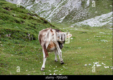 Una mucca leccare il suo retro di pascolare su un prato di alta montagna in Tre Cime Parco Nazionale delle Dolomiti italiane un pomeriggio estivo Foto Stock