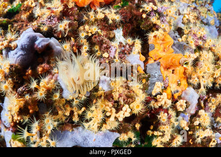 Cluster di giallo (anemone Parazoanthus axinellae) Colonia con una varietà di spugne incrostanti e vita marina (Formentera,Isole Baleari, Spagna) Foto Stock