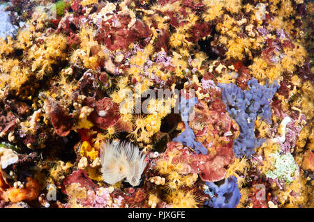 Cluster di giallo (anemone Parazoanthus axinellae) Colonia con una varietà di spugne incrostanti e vita (Formentera,Isole Baleari, Spagna) Foto Stock