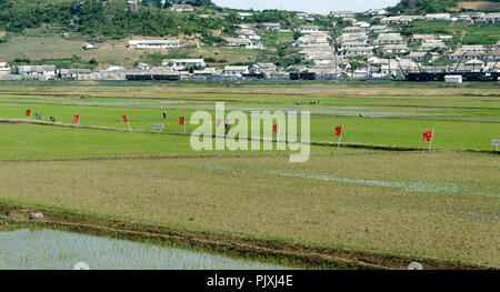 Una fila di bandiere rosse dei tagli attraverso un vasto campo di riso con alloggio sulla collina retrostante, Corea del Nord Foto Stock