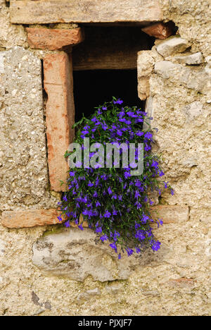 Monte Grappa, Veneto, Italia. Casa di montagna con finestra in fiore. Foto Stock