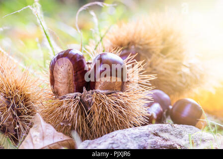 Le castagne in un castagneto bur caduto a terra con sfondo sfocato al tramonto. Specie europee dolce castagno (Castanea sativa) Foto Stock