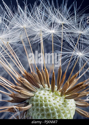 Tarassaco Taxaxacum officinale seme head in primo piano Foto Stock