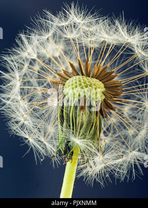 Tarassaco Taxaxacum officinale seme head in primo piano Foto Stock