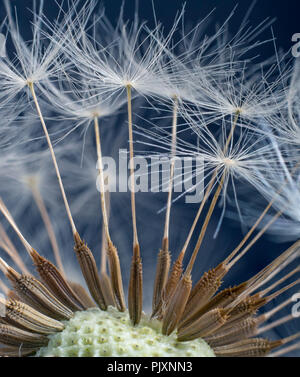 Tarassaco Taxaxacum officinale seme head in primo piano Foto Stock