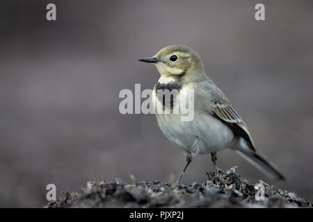 Wagtail bianco in cerca di cibo sulla sommità di una pila di alghe marine Foto Stock