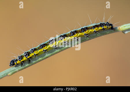 Sarcococca brassicae. Caterpillar nel suo ambiente naturale. Foto Stock