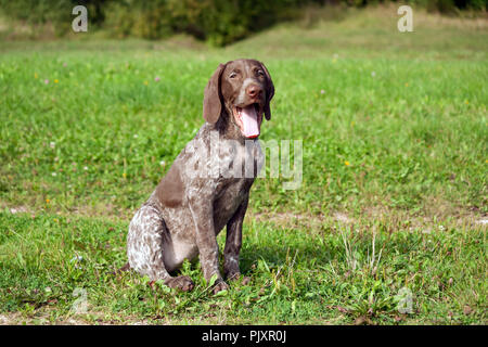 Il tedesco shorthaired puntatore, kurtshaar uno macchiato il cucciolo di sedersi sull'erba verde esterno, orecchie marrone e bianco in loco la colorazione,uno sguardo Foto Stock