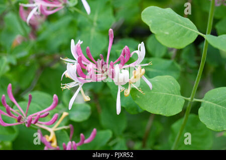 Lonicera periclymenum fiori. Foto Stock