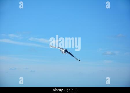 Seagull vola in alto nel cielo blu con un sacco di spazio di testo Foto Stock