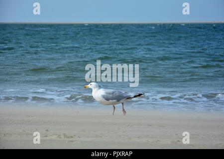 Gull sorge sulla spiaggia sabbiosa con il mare in background Foto Stock