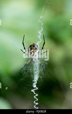 il ragno giallo dorato tessere la sua rete in un giardino Foto Stock