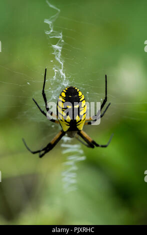 il ragno giallo dorato tessere la sua rete in un giardino Foto Stock