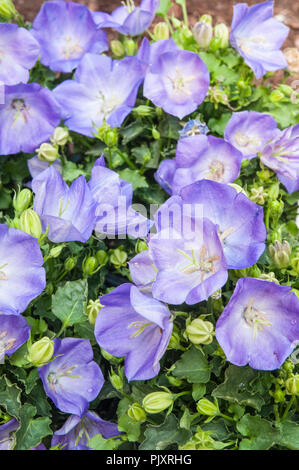 Campanula Carpatica Blue Clip. La formazione di grumi perenne che è una morbida blu lavanda. Ideale per i bordi e contenitori. Foto Stock