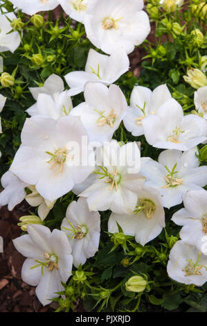 Campanula Carpatica le graffe di colore bianco. La formazione di grumi perenne che è bianco puro. Ideale per i bordi e contenitori. Foto Stock