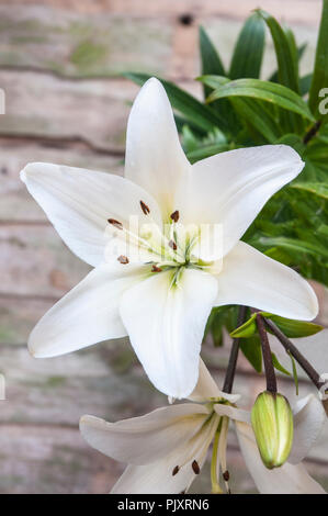Close up Lilly Pretty Woman. Unico fiore con bud lo stigma snd stame contro uno sfondo neutro Foto Stock