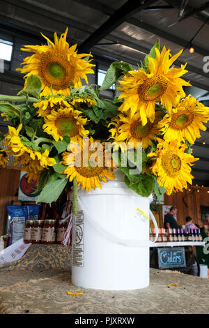 La benna di tagli freschi fiori di girasole sul display in un paese store o mercato di fattoria o dell'agricoltore, di mercato nelle zone rurali di Pike Road Alabama, Stati Uniti d'America. Foto Stock