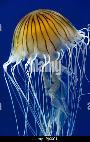 Sud Americana di mare Meduse di ortica al Georgia Aquarium di Atlanta, Georgia. (USA) Foto Stock