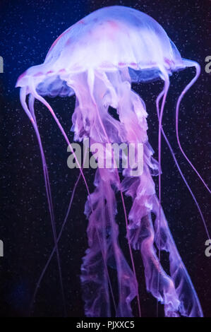 Bella la medusa al Georgia Aquarium di Atlanta, Georgia. (USA) Foto Stock