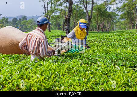 Lawang, Indonesia - Luglio 16, 2018: indonesiano gli uomini lavorano duramente in highland la piantagione di tè. Gli agricoltori di foglie di prelievo da cespugli verdi fila. Foto Stock