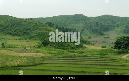 Vasto campo di riso e le colture, Corea del Nord Foto Stock