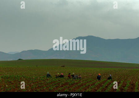 La Corea del Nord, i lavoratori agricoli in vasti campi e spazi aperti, guardando molto desolata Foto Stock