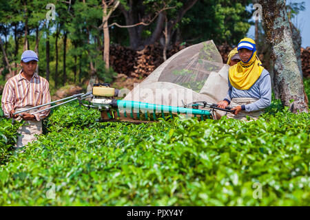 Lawang, Indonesia - Luglio 16, 2018: indonesiano gli uomini lavorano duramente in highland la piantagione di tè. Gli agricoltori di foglie di prelievo da cespugli verdi fila Foto Stock