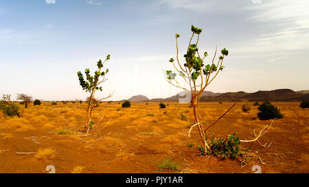 Paesaggio con la Calotropis procera impianto aka Sodoma apple o stabragh o boccola in gomma in corrispondenza di Adrar, Sahara, Mauritania Foto Stock