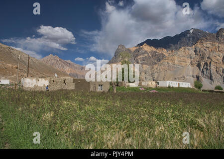 Campi di grano in Pasor nella valle Bartang, Tagikistan. Foto Stock