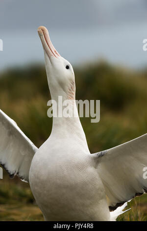 Un maschio adulto Albatro errante (Diomedia exulans) sky chiamando sull isola degli uccelli, Georgia del Sud, sub-Antartide Foto Stock