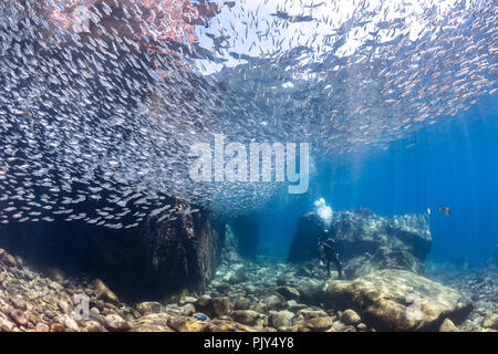 Scuola di sardine con subacqueo a Los Islotes, Mare di Cortez, Messico Foto Stock