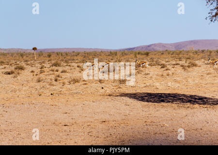 La Namibia springbok strade del deserto Foto Stock