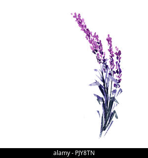 Fiori di lavanda illustrazione ad acquerello. Dritto ramo di lavanda. Matrimonio e il giorno di San Valentino biglietti di auguri design floreale. Amore e matrimonio. Unico ramoscello di lavanda. Raster isolato Foto Stock