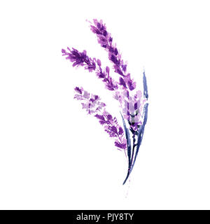 Fiori di lavanda illustrazione ad acquerello. Dritto ramo di lavanda. Matrimonio e il giorno di San Valentino biglietti di auguri design floreale. Amore e matrimonio. Unico ramoscello di lavanda. Raster isolato Foto Stock