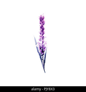 Fiori di lavanda illustrazione ad acquerello. Unico ramoscello di lavanda. Matrimonio inviti e il giorno di San Valentino biglietti di auguri floreali elemento di design. Amore e matrimonio fiore. Raster isolato Foto Stock