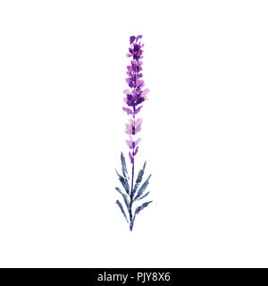 Fiori di lavanda illustrazione ad acquerello. Unico ramoscello di lavanda. Matrimonio inviti e il giorno di San Valentino biglietti di auguri floreali elemento di design. Amore e matrimonio fiore. Raster isolato Foto Stock