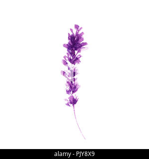 Fiori di lavanda illustrazione ad acquerello. Dritto ramo di lavanda. Il matrimonio e il giorno di San Valentino biglietti di auguri design floreale. Amore e matrimonio. Unico ramoscello di lavanda. Raster isolato Foto Stock