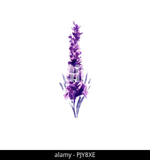 Fiori di lavanda illustrazione ad acquerello. Unico ramoscello di lavanda. Matrimonio inviti e il giorno di San Valentino biglietti di auguri floreali elemento di design. Amore e matrimonio fiore. Raster isolato Foto Stock