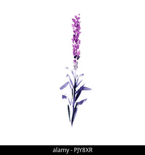 Fiori di lavanda illustrazione ad acquerello. Dritto ramo di lavanda. Il matrimonio e il giorno di San Valentino biglietti di auguri design floreale. Amore e matrimonio. Unico ramoscello di lavanda. Raster isolato Foto Stock