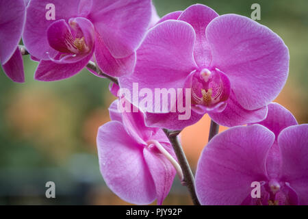 Close up macro di un viola Moth Orchid (Phalaenopsis) con una verde e arancione sfondo bokeh di fondo Foto Stock