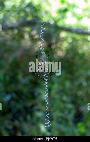 Una seta dorata spider intrecci a zig-web zagged attraverso una distesa tra boccole in Bayou Coquille, a sud di New Orleans, in Louisiana. Foto Stock