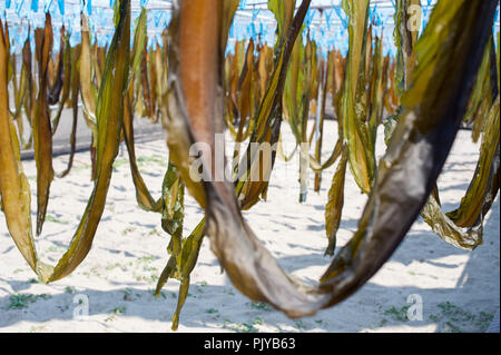 Le alghe è essiccato su una spiaggia in Kurihama, Prefettura di Kanazawa, Giappone il 30 aprile 2009. Note collettivamente come kaiso in giapponese, il Giappone ha cinque tipi o Foto Stock